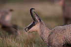 Chamois in nature