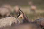 Chamois in the nature