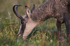 Chamois portrait