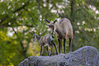 Chamois in natur