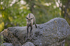 Chamoi in natur
