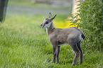 young Chamois