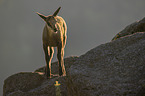 young Chamois