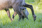 Chamois in natur