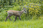 Chamois in natur