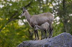 Chamois in natur