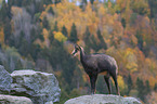 chamois