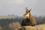 chamois