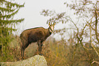 chamois