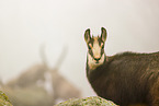 chamois