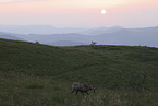 chamois