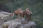 chamois