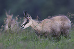chamois