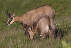 chamois
