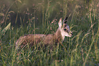 chamois