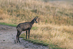 chamois