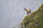chamois