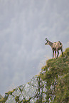 chamois