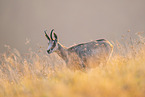 chamois