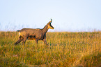 chamois
