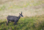 chamois
