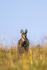 chamois