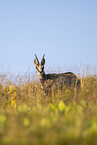 chamois