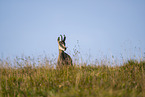 chamois