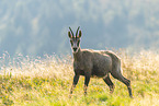 chamois