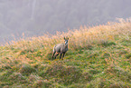 chamois