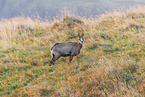 chamois
