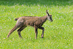 Chamois