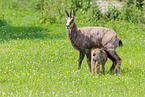Chamois