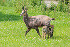 Chamois