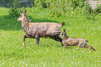 Chamois
