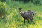 Chamois