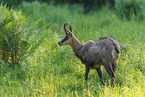 Chamois