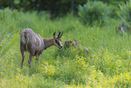 Chamois