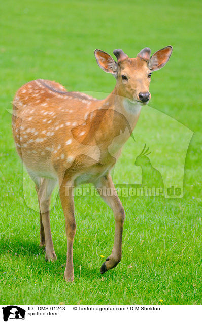 spotted deer / DMS-01243