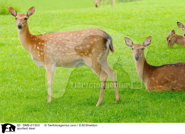 spotted deer / DMS-01303