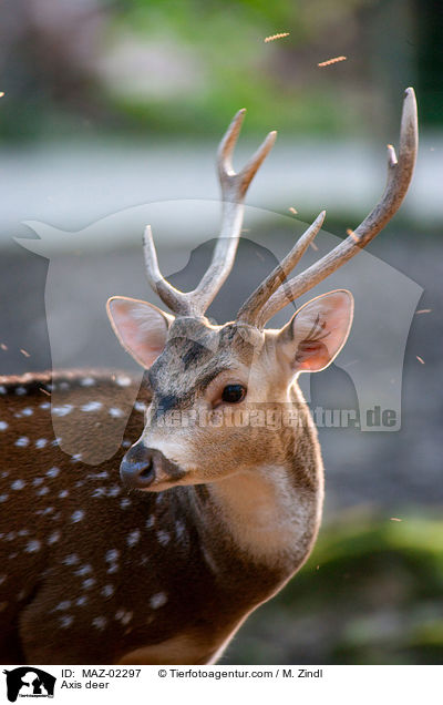 Axis deer / MAZ-02297