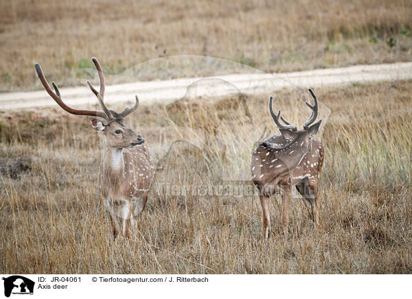 Axis deer / JR-04061