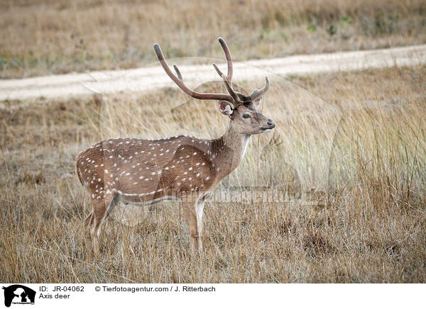 Axis deer / JR-04062