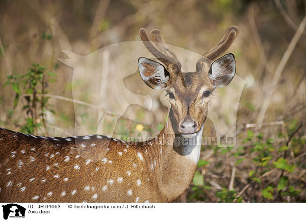 Axis deer / JR-04063