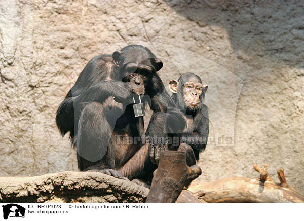 two chimpanzees / RR-04023