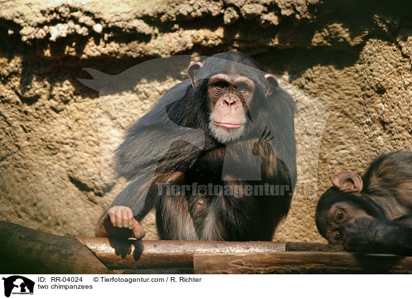 Zwei Schimpansen / two chimpanzees / RR-04024