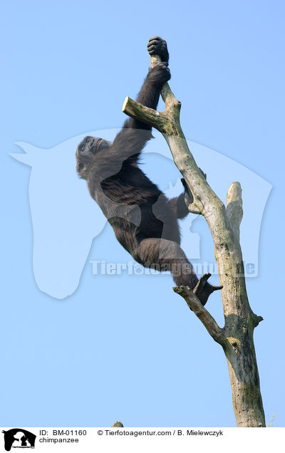 chimpanzee / BM-01160
