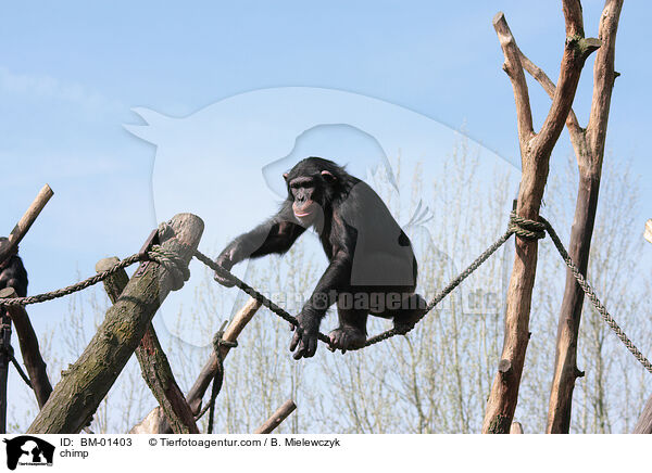 Schimpanse / chimp / BM-01403