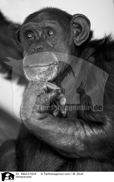 Schimpanse / chimpanzee / MAZ-01644