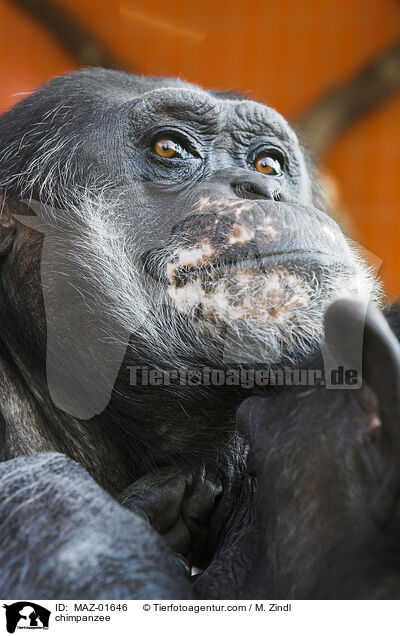 Schimpanse / chimpanzee / MAZ-01646
